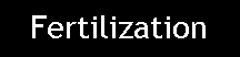 Text Box: Fertilization